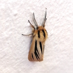 Acantharctia latifasciata