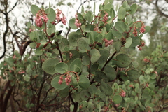 Arctostaphylos viscida viscida