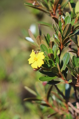 Hibbertia altigena