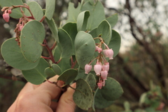 Arctostaphylos viscida viscida