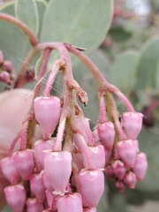 Arctostaphylos viscida viscida
