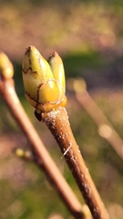 Torminalis glaberrima