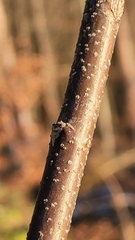 Torminalis glaberrima