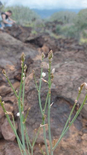 Asphodelus tenuifolius image