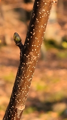 Torminalis glaberrima