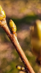 Torminalis glaberrima