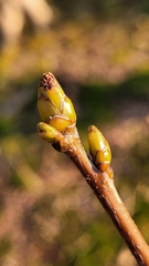 Torminalis glaberrima