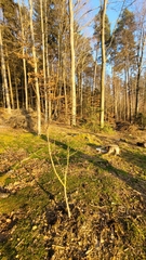 Torminalis glaberrima