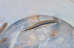 Rhinichthys atratulus