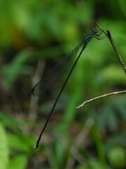 Mecistogaster modesta