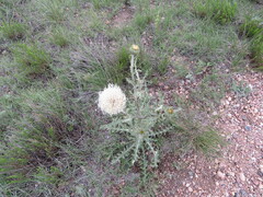 Cirsium canescens