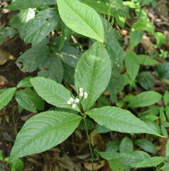 Chloranthaceae