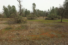 Arctostaphylos viscida viscida