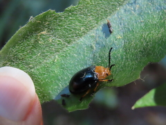 Lamprolina simillima