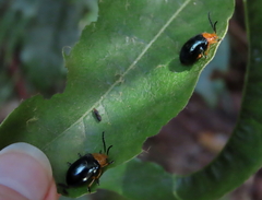 Lamprolina simillima