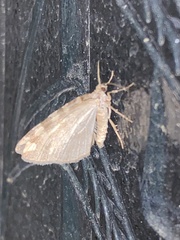Hydriomena nubilofasciata