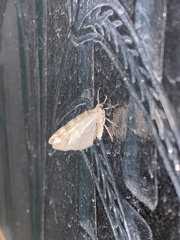 Hydriomena nubilofasciata