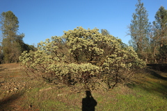 Arctostaphylos viscida viscida