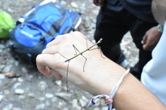 Libethra