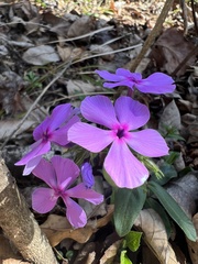 Phlox nivalis