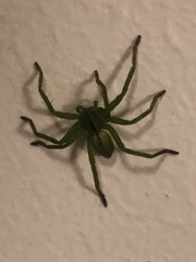 Micrommata