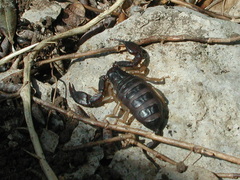 Euscorpius flavicaudis