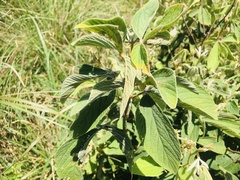 Pseudarthria hookeri