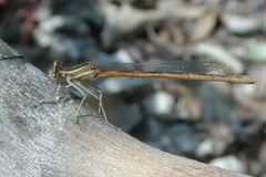 Platycnemis acutipennis