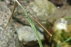 Platycnemis acutipennis