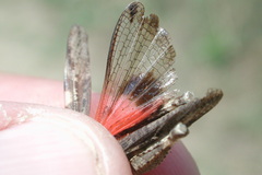 Acrotylus fischeri