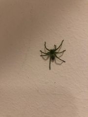 Micrommata
