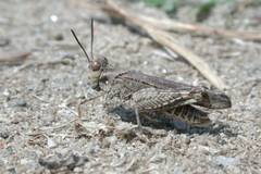 Acrotylus fischeri