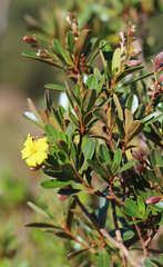 Hibbertia altigena