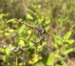 Trithemis werneri