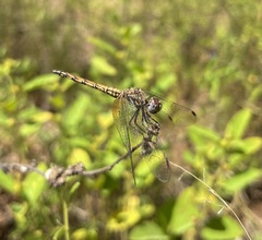 Trithemis werneri