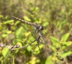 Trithemis werneri