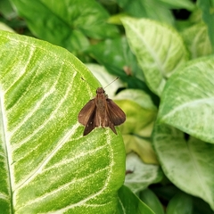 Cymaenes odilia