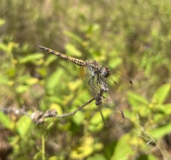 Trithemis werneri