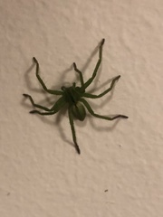Micrommata