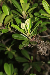 Hibbertia vieillardii