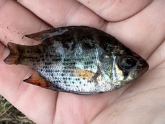 Centrarchus macropterus