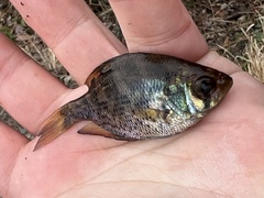 Centrarchus macropterus