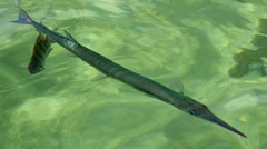 Tylosurus crocodilus