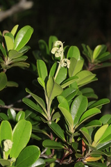 Hibbertia vieillardii