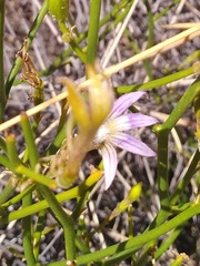 Scaevola depauperata