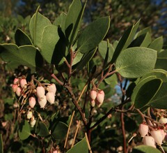 Arctostaphylos manzanita