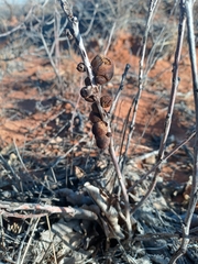 Disholcaspis erugomamma