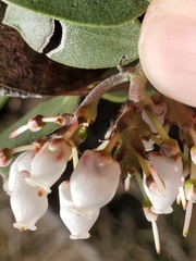 Arctostaphylos manzanita
