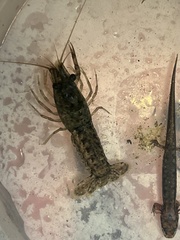 Procambarus acutus