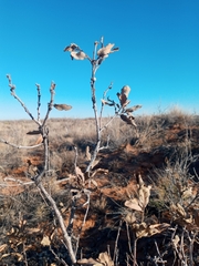 Disholcaspis erugomamma